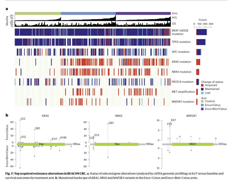 Molecular profiling of mBRAFV600E mCRC summarized by Arndt Vogel