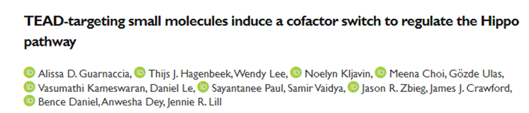 Regulating the Hippo pathway with the New class of TEAD small molecule inhibitors