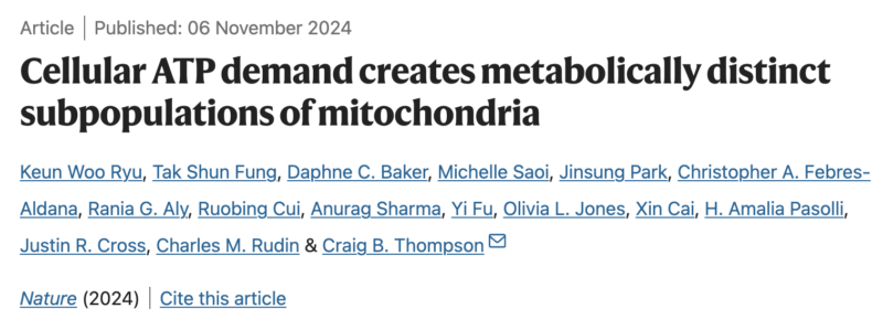 How mitochondria form two distinct subpopulations under stress - Memorial Sloan Kettering Cancer Center