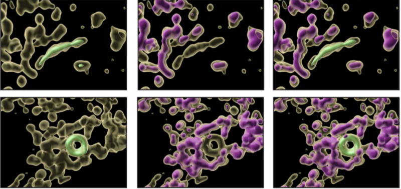 How mitochondria form two distinct subpopulations under stress - Memorial Sloan Kettering Cancer Center