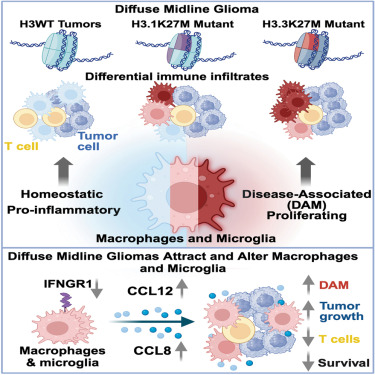 Dolores Hambardzumyan: The heterogeneity and role of myeloid cells in pediatric high-grade gliomas