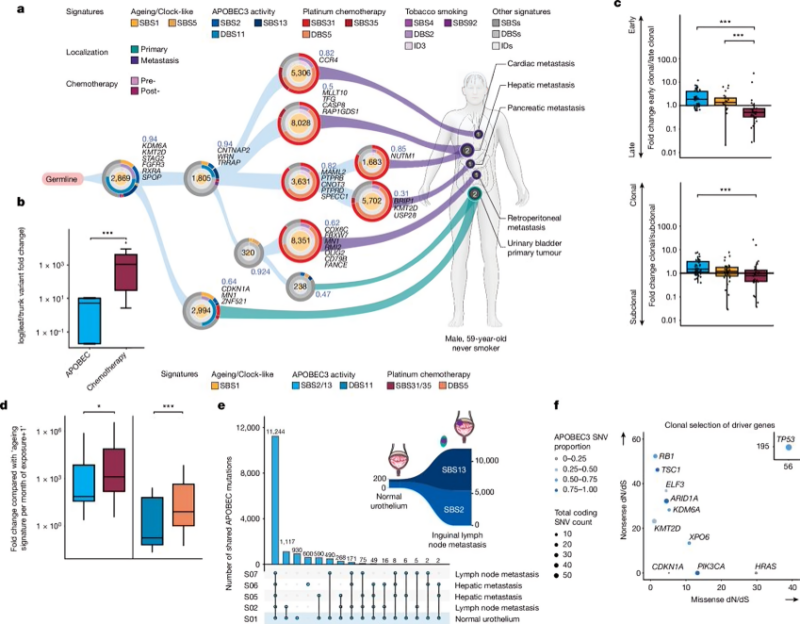 Bishoy M. Faltas: We are looking for Postdocs Interested in studying Cancer Evolution