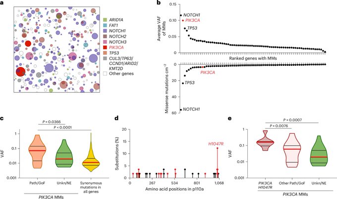 Eduard Reznik: Selection of cancer driver mutations influenced by obesity