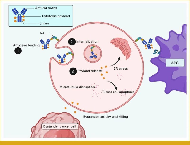 Emanuele Crupi: Nectin-4 Positivity in GU Malignancies