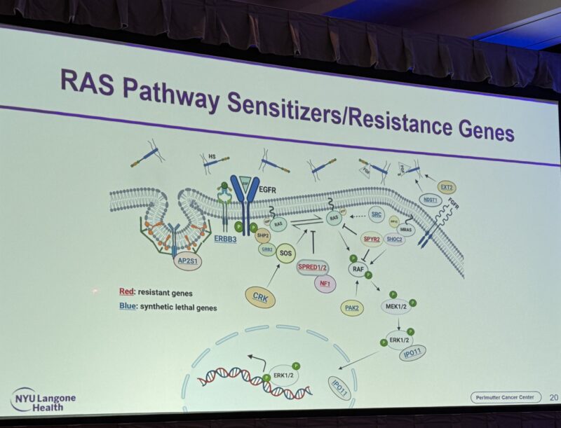 Ben Neel on resistance and identification of synthetic lethal targets in KRAS STK11 mutant NSCLC