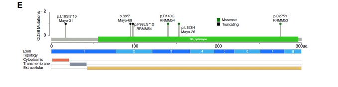 Francesco Maura: CD38 loss as mechanisms of resistance to anti-CD38 MoAb in myeloma