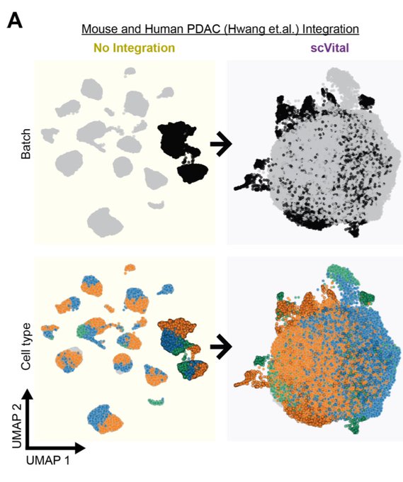 Secondary vital enables cross species interrogation and integration of cell states