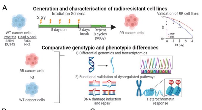 Melvin LK Chua: The mutational landscape of Radioresistant Cancers