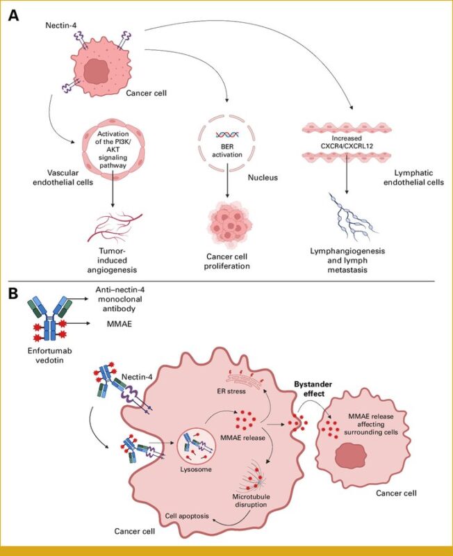 The role of Nectin-4 as a predictive biomarker across genitourinary malignancies