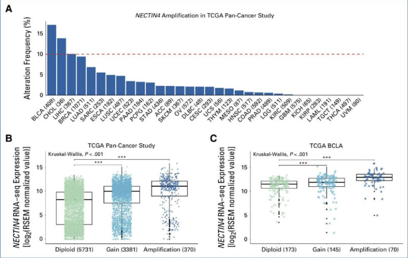 Enrique Grande: NECTIN4 amplifications appear in ~25% of metastatic cases