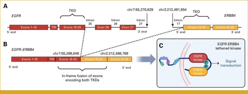 Tejas Patil: First patient with mNSCLC with an EGFR-ERBB4 gene fusion who clinically and radiographically responded to EGFR TKIs