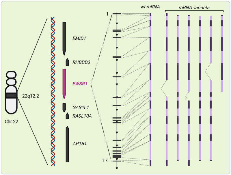 Exploring the Role of EWSR1 Fusions in Tumorigenesis and Therapeutic Strategies