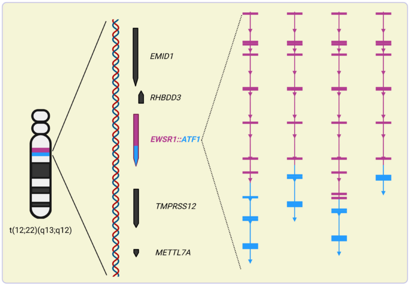 Exploring the Role of EWSR1 Fusions in Tumorigenesis and Therapeutic Strategies