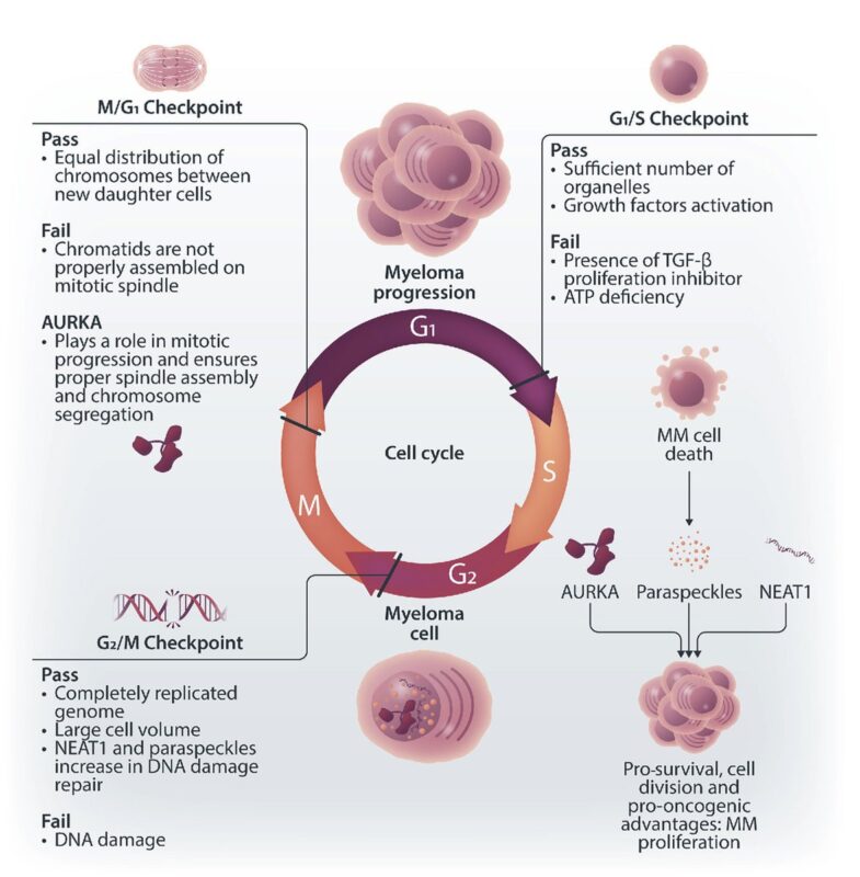 lncRNA