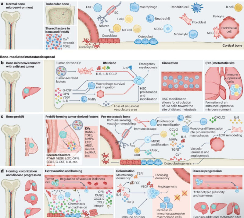 Rosandra Kaplan: How does metastasis happen?