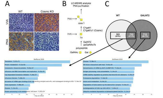 GalNT2 transgenic mouse with in vivo proteomics data for altered O-glycosylation residues