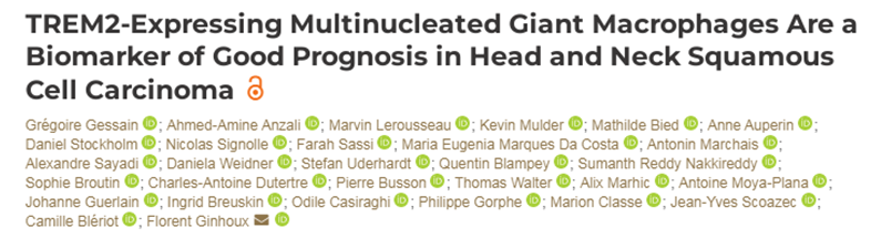 TREM2+ Multinucleated Giant Macrophages as a Prognostic Marker in Head and Neck Squamous Cell Carcinoma