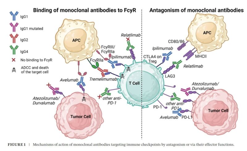 Jean-Charles Soria: How FcγR engagement influences antibody efficacy, toxicity and pharmacokinetics