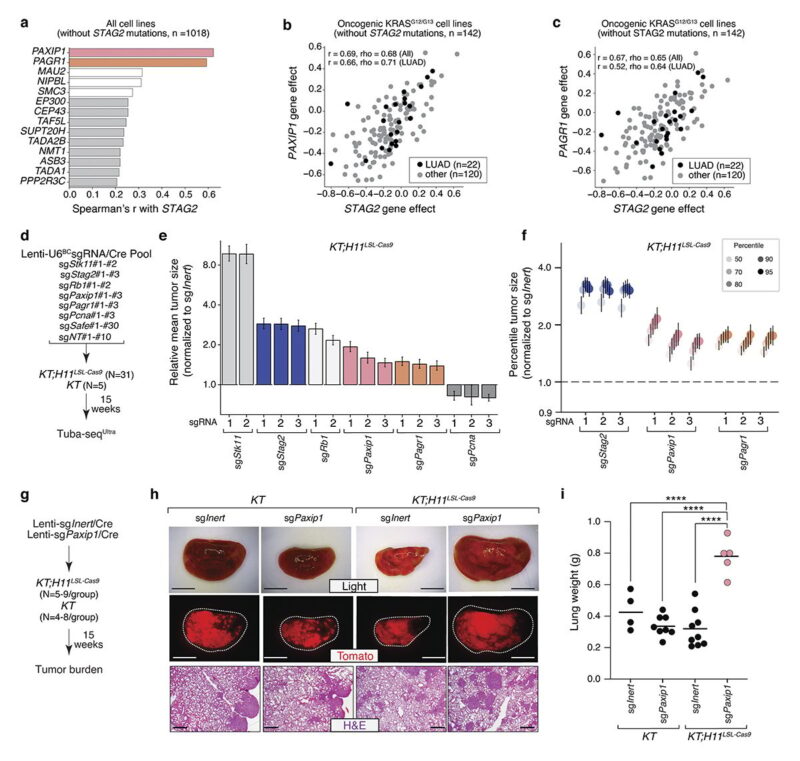 The Journal of Experimental Medicine - Important roles of STAG2 in suppressing lung tumorigenesis