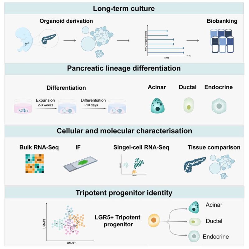 New human fetal pancreatic organoid model generates all three key cell types of the pancreas