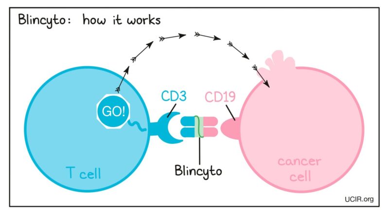 Blinatumomab to improve Disease free survival in Pre-B cell ALL