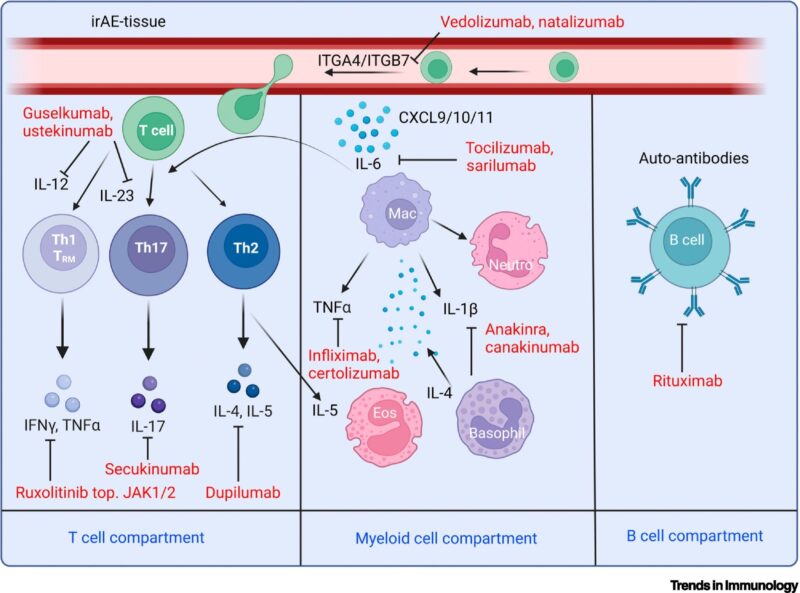 Targeting Molecular Pathways to Control ICI Toxicities