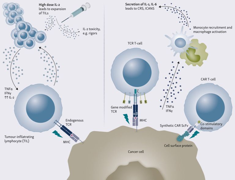 Jonathan Lim: The management of toxicities of cell therapy for solid cancers