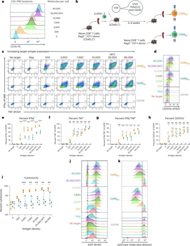 How does the history of T cells impact their ability to fight cancer when engineered with chimeric antigen receptors?