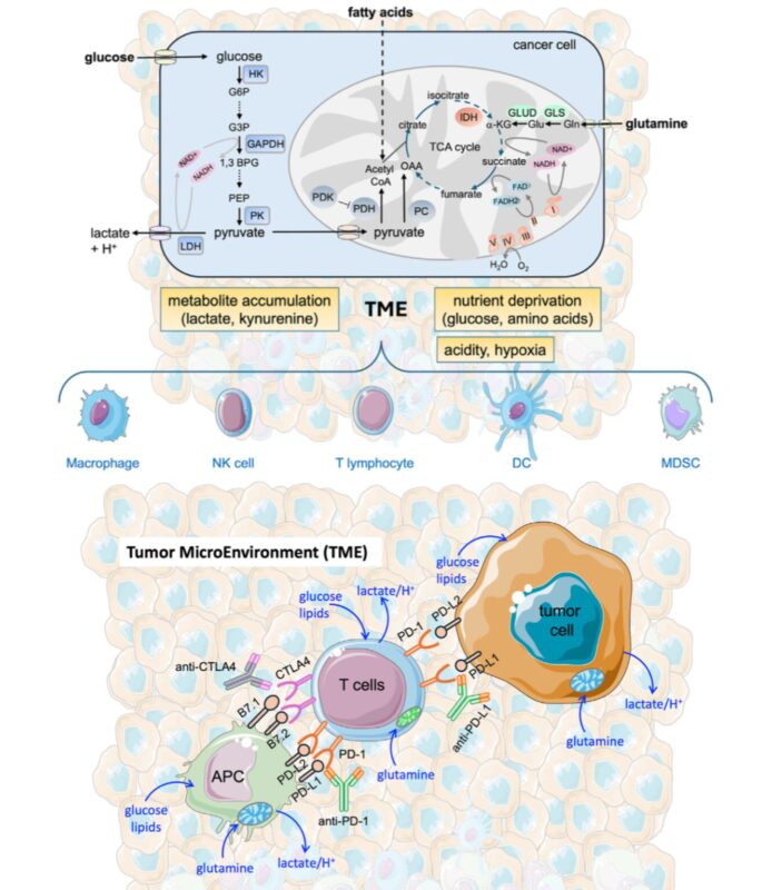 The paradox of the over reliance of cancer cells on fermentation for energy