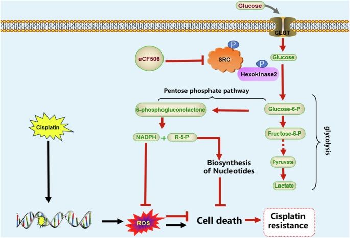 Liang Cheng: SRC enhanced cisplatin resistance in bladder cancer