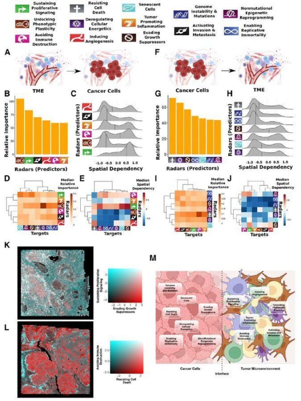 Spatial landscape of cancer hallmarks reveals patterns of tumor ecological dynamics and drug sensitivity