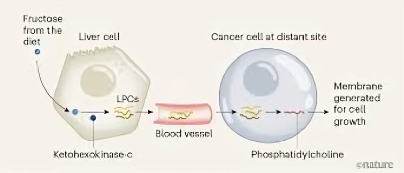 Sami (Papacek) Mansfield: Can Sugar Fuel Cancer? A New Study Uncovers a Surprising Pathway