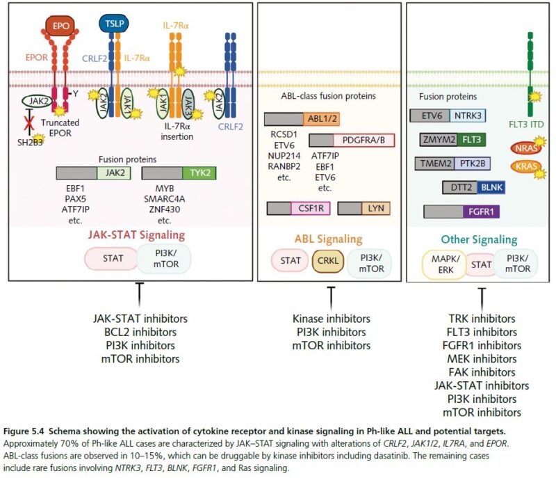 Ahmed Kotb: Ph-like ALL Signaling Pathways and Targets