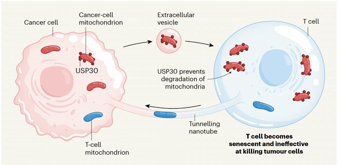 Eric Topol: A new mechanism for cancer-induced immune evasion