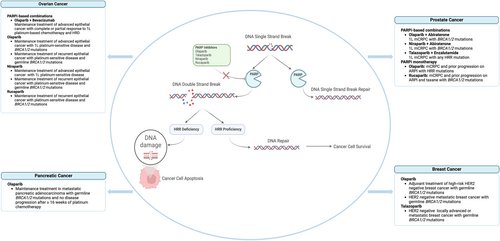 A pan‐tumor review of the role of poly(adenosine diphosphate ribose) polymerase inhibitors