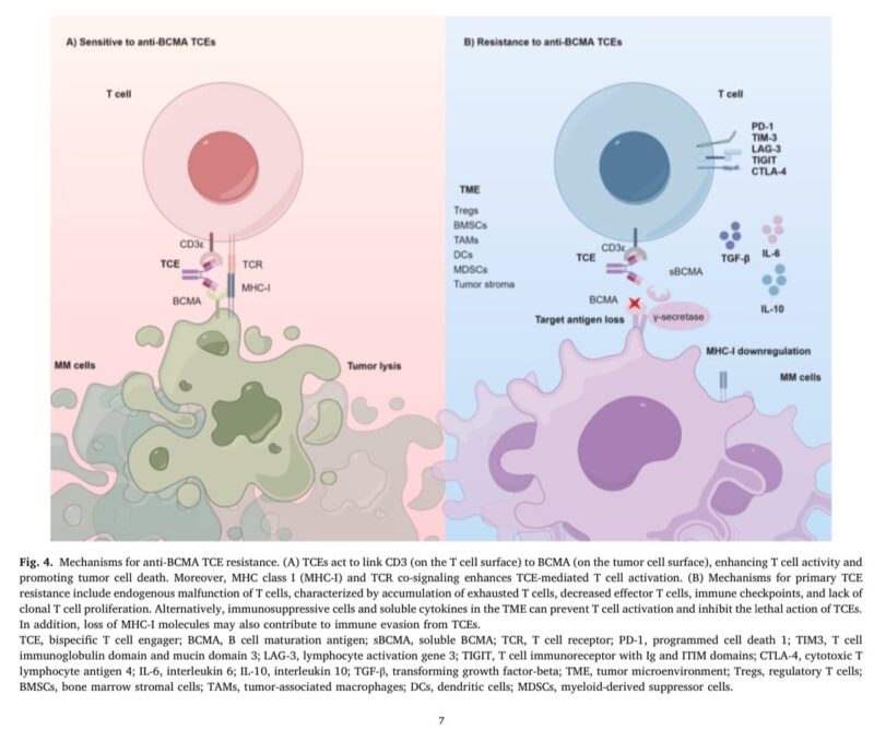 Mechanisms for resistance to BCMA-targeted immunotherapies in multiple myeloma