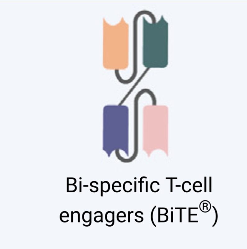 Al-Ola A Abdallah: Insights into bispecific T-cell engagers