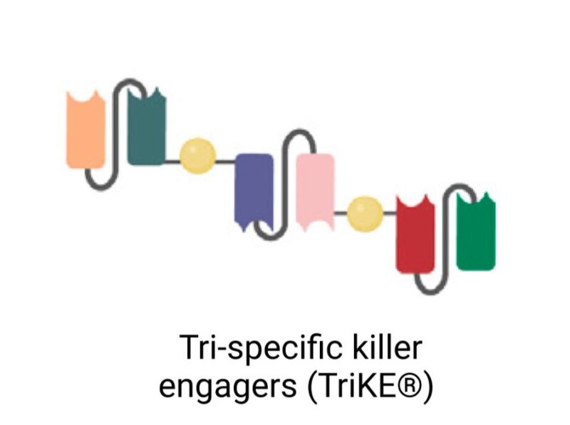 Al-Ola A Abdallah: Insights into bispecific T-cell engagers