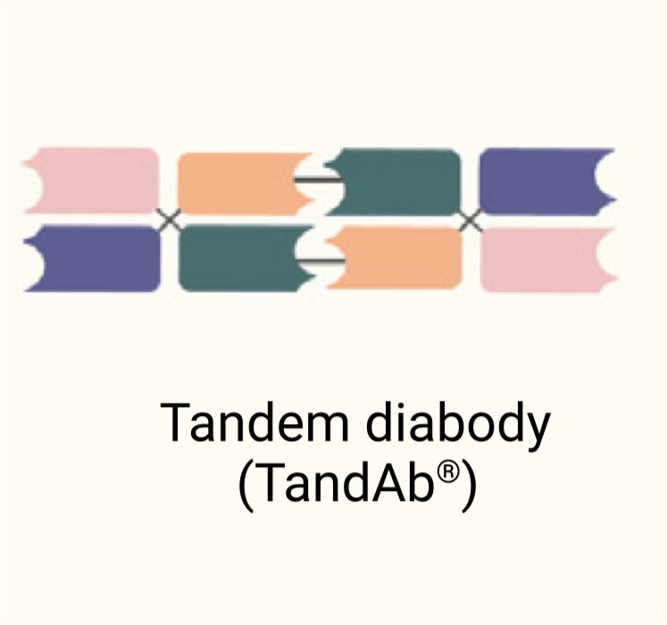 Al-Ola A Abdallah: Insights into bispecific T-cell engagers