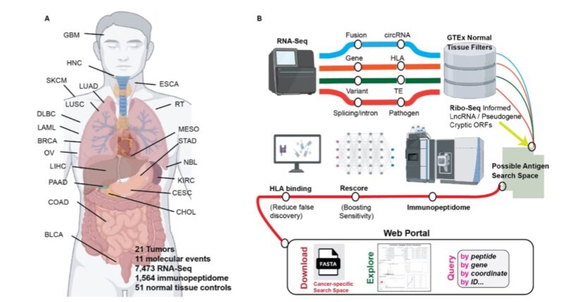 A pan-cancer atlas of T cell targets