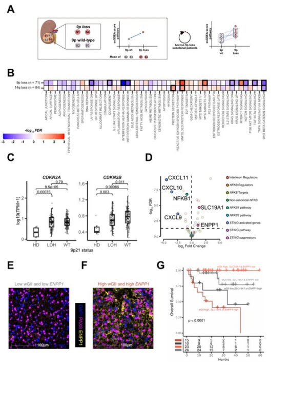 How do the tumor genome, transcriptome, and TME jointly evolve in ccRCC? - Turajlic Lab