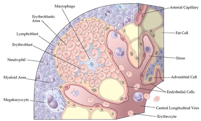 Nico Gagelmann: Let's learn hematology in 2025