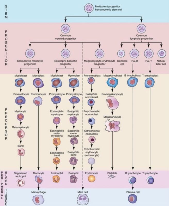 Nico Gagelmann: Let's learn hematology in 2025