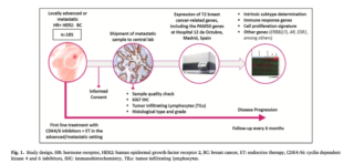 CDK4/6 in ER+ advanced BC