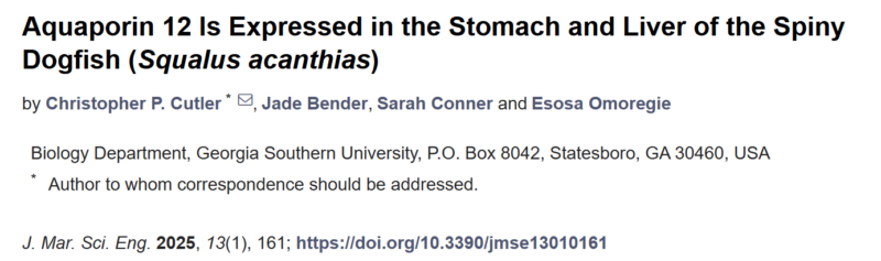 Esosa Omoregie: Our lab's latest work on Aquaporin 12 expression in the Stomach and Liver of the Spiny Dogfish