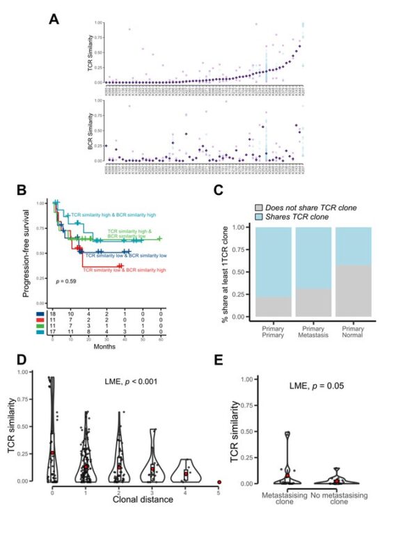 How do the tumor genome, transcriptome, and TME jointly evolve in ccRCC? - Turajlic Lab