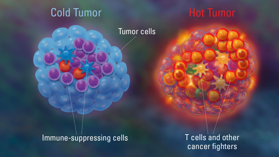 Summary of the intrinsic, extrinsic and systemic factors developing ‘cold’ tumors