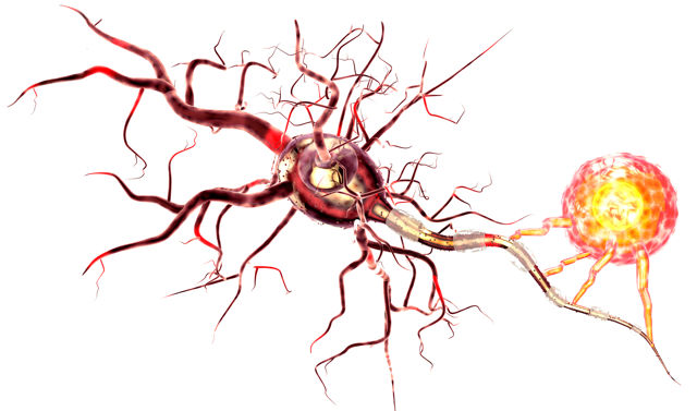 Key anatomical imaging features can provide complementary information for differentiating high-risk from non-high-risk neuroblastoma