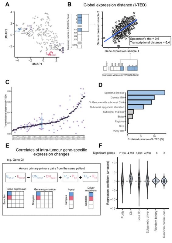 How do the tumor genome, transcriptome, and TME jointly evolve in ccRCC? - Turajlic Lab