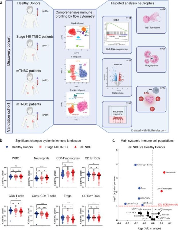 TNBC modifies the systemic immune landscape and alters neutrophil functionality